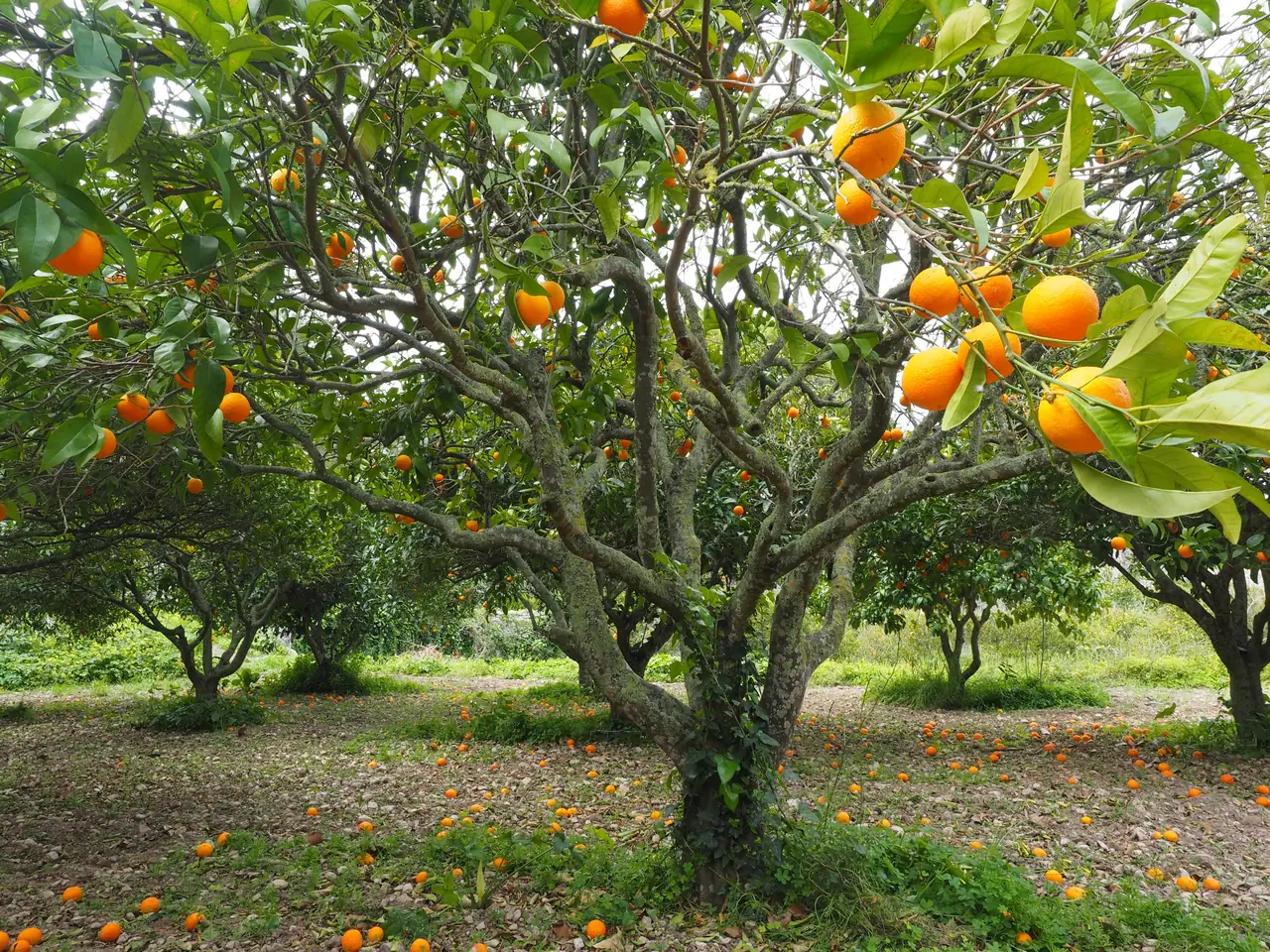 Naranjos cargados de fruta en un huerto
