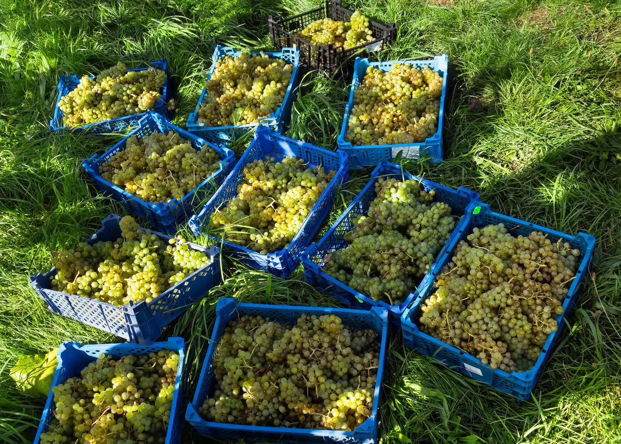 Cajas de uva recién vendimiada en el campo